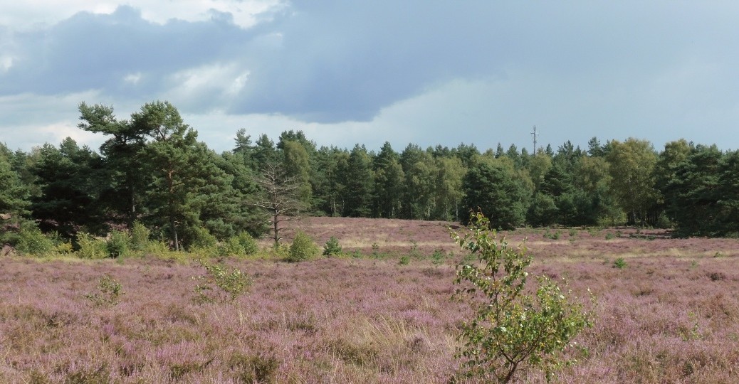 Bodenteicher Heide