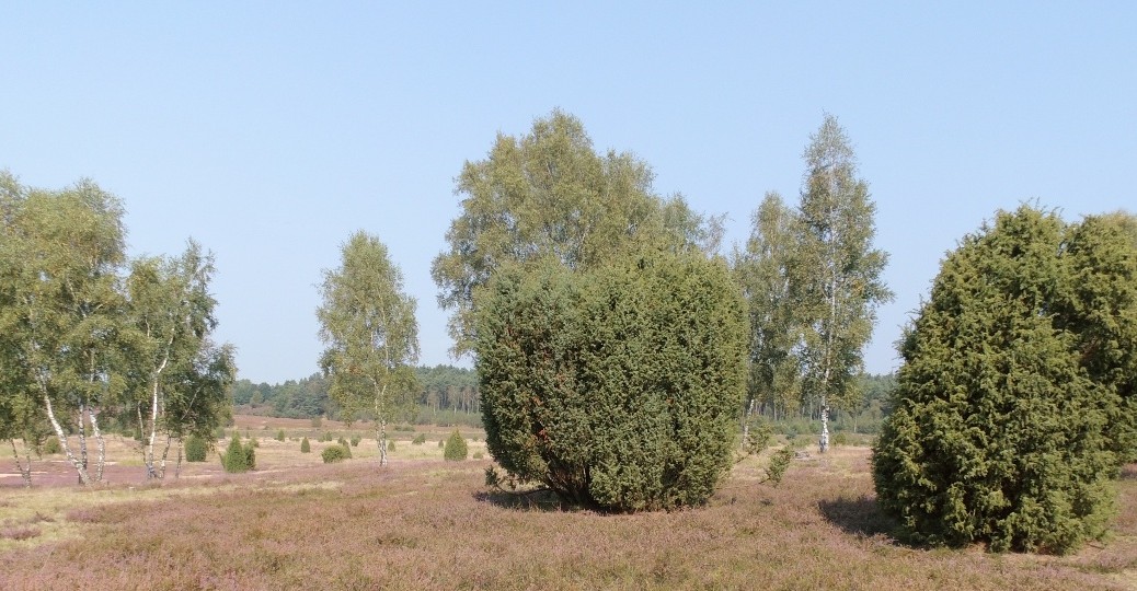 Ellerndorfer Wacholderheide