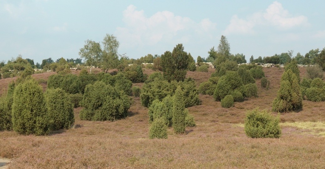 Lüneburger Heide zur Heideblühte