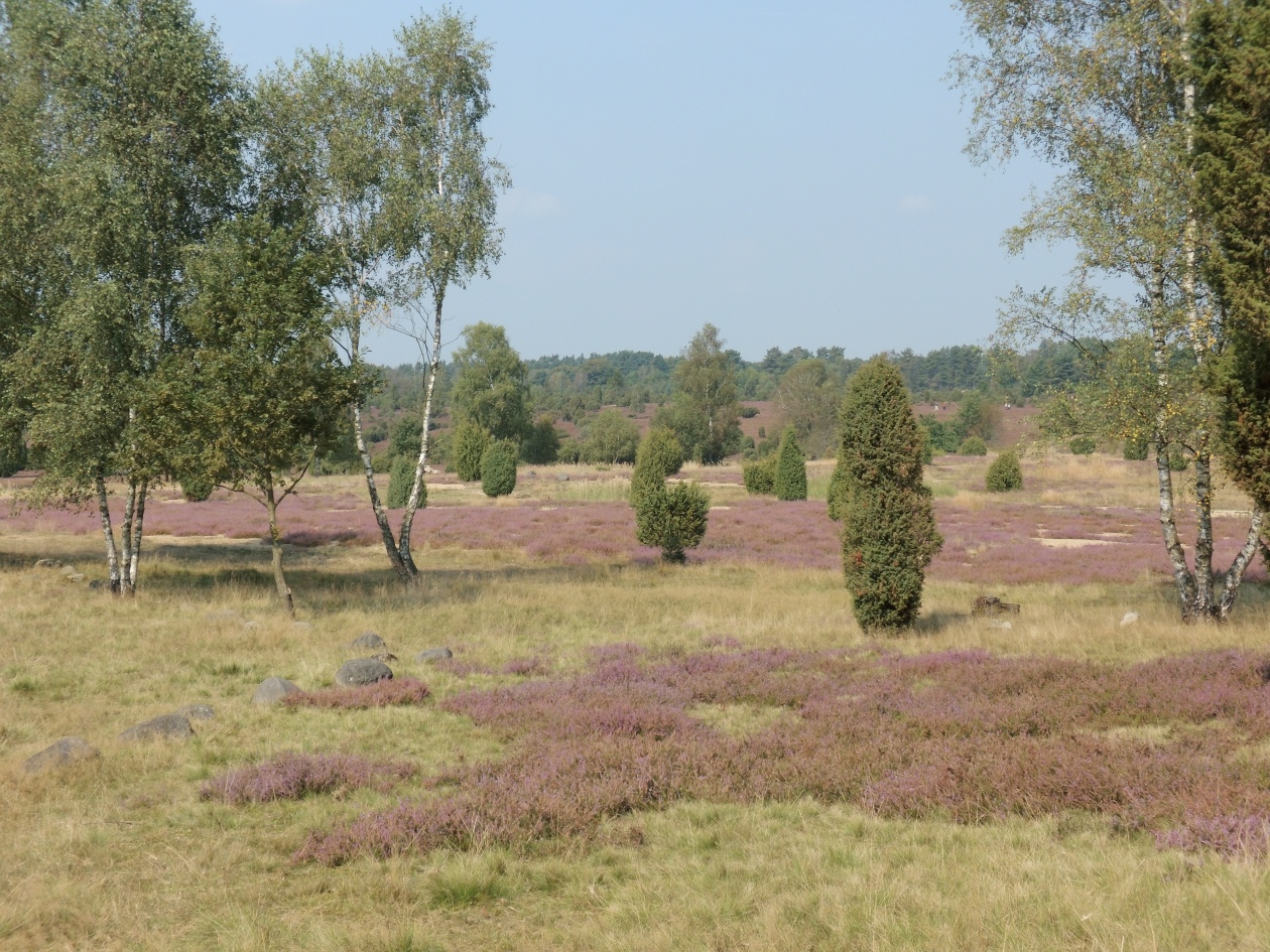 Blick in die Ellerndorfer Wacholderheide