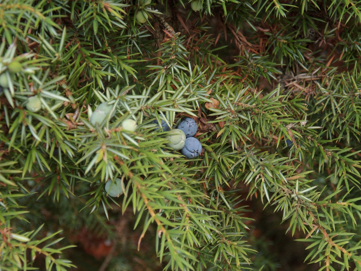 Wacholderbeeren in der Ellerndorfer Wacholderheide