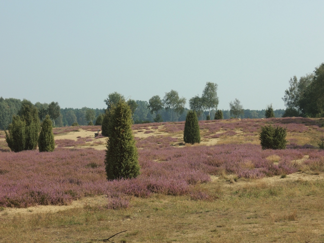 Wacholderbüsche in der Ellerndorfer Wacholderheide