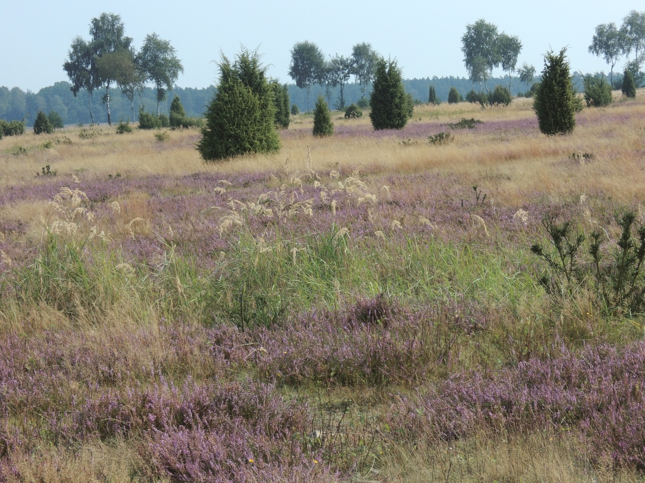 Ausblick in die Ellerndorfer Wacholderheide