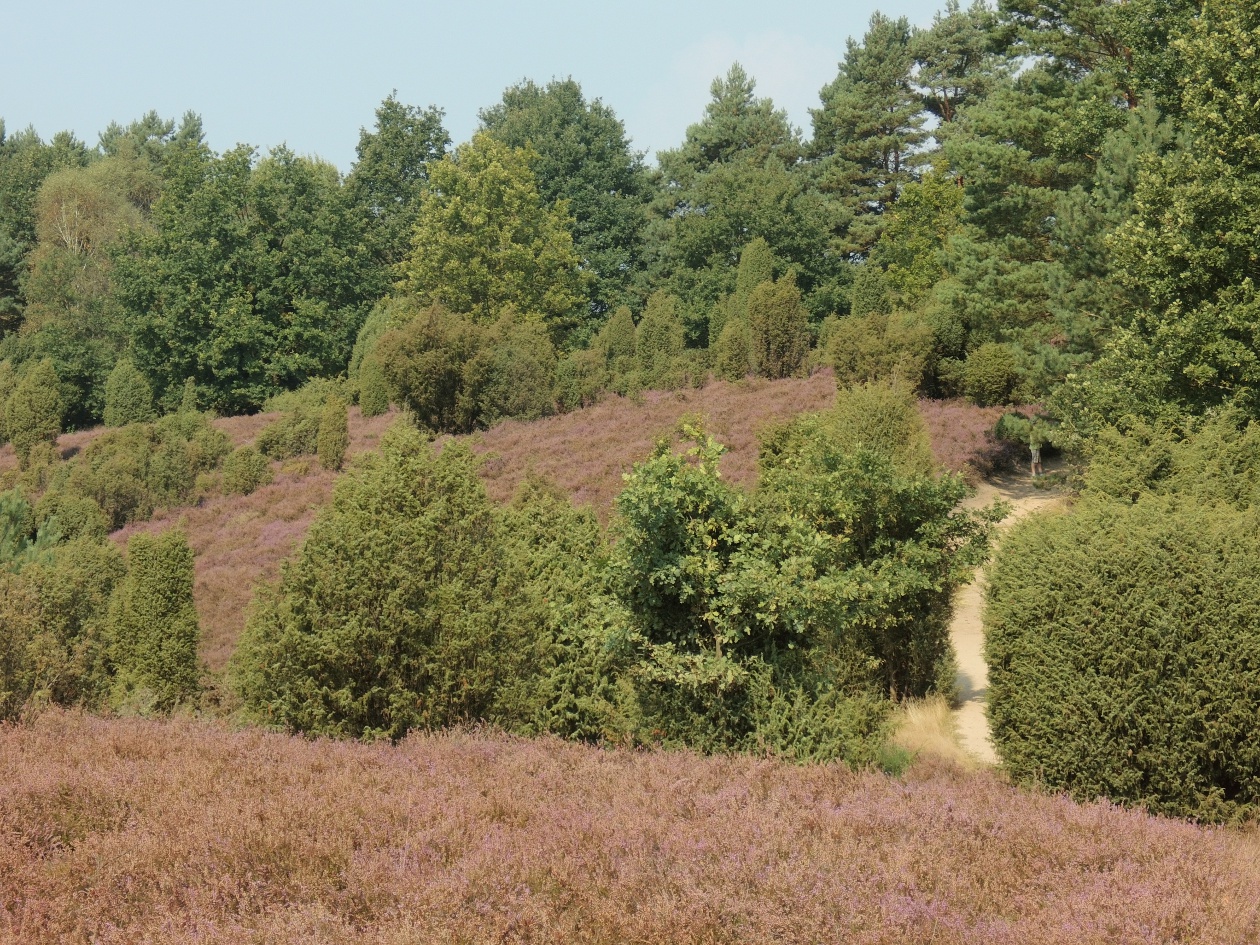 Hügelige Landschaft der Ellerndorfer Wacholderheide