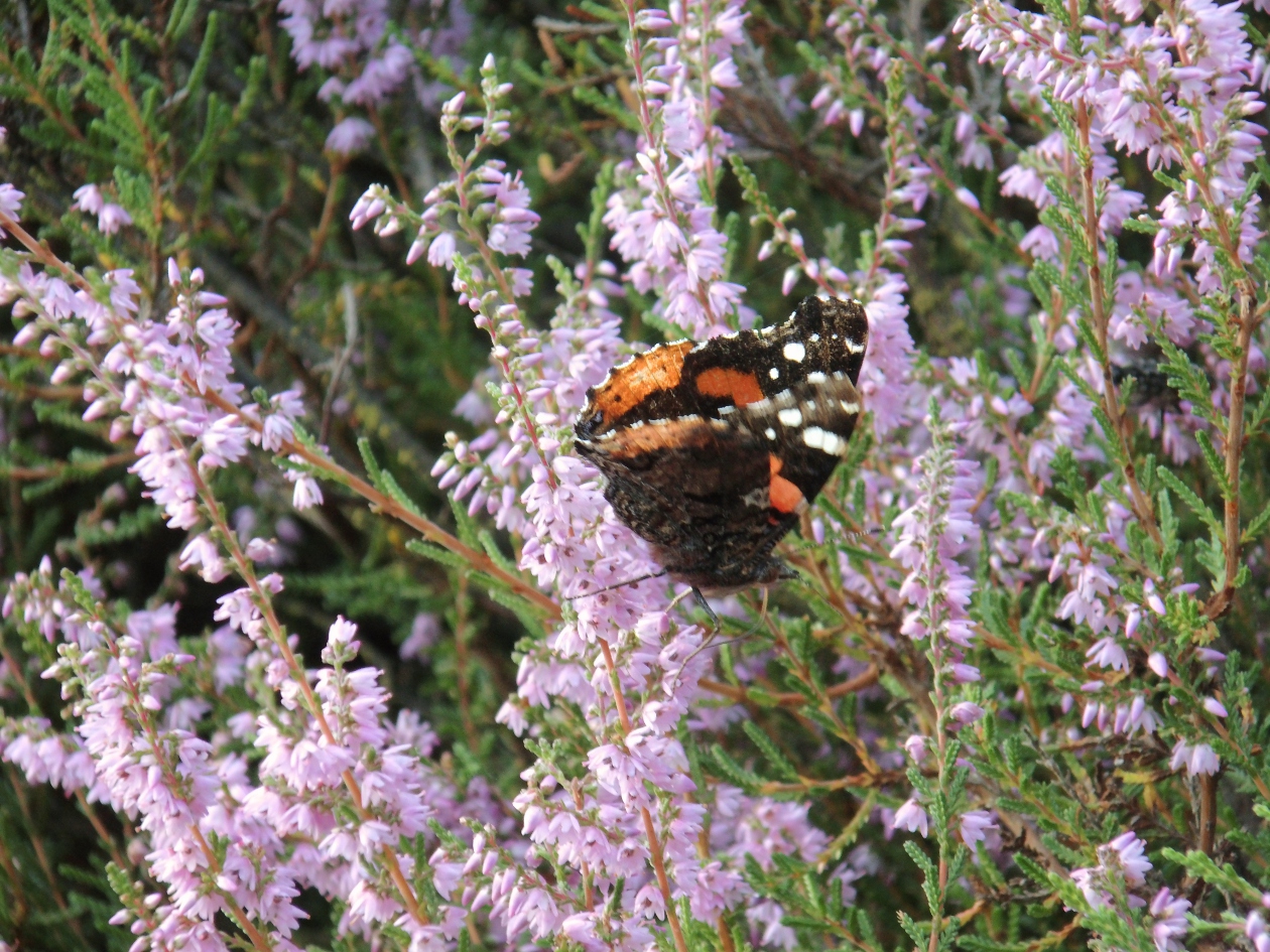 Ein Schmetterling in der Ellerndorfer Wacholderheide