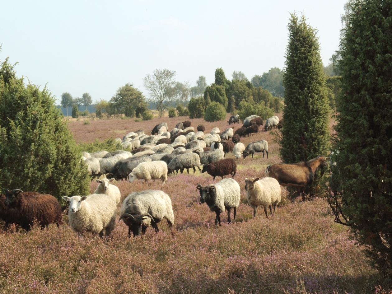 Heidschnucken in der Ellerndorfer Wacholderheide