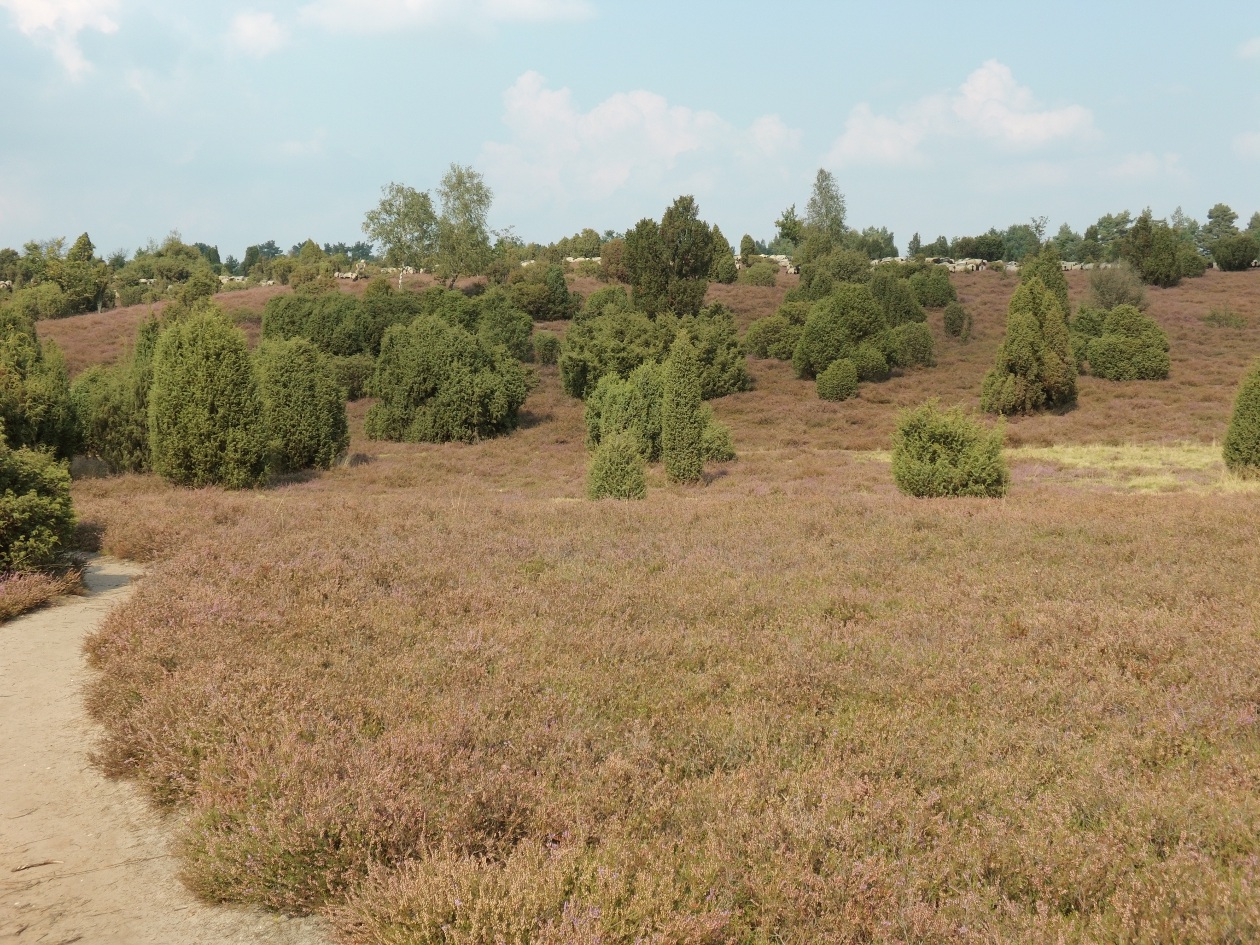 Ein Sommertag in der Ellerndorfer Wacholderheide
